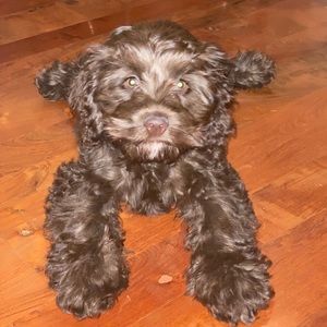 Meet your Posher, Lisa